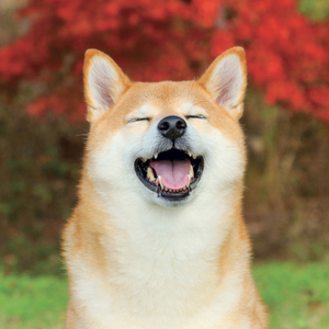 Fotografie k reklamnímu předmětu „NOTIQUE Grid calendar Happy Doge 2027, 30 x 30 cm“
