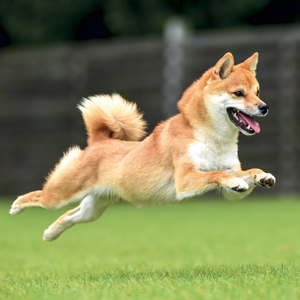 Fotografie k reklamnímu předmětu „NOTIQUE Grid calendar Happy Doge 2027, 30 x 30 cm“