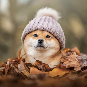 Fotografie k reklamnímu předmětu „NOTIQUE Grid calendar Happy Doge 2027, 30 x 30 cm“