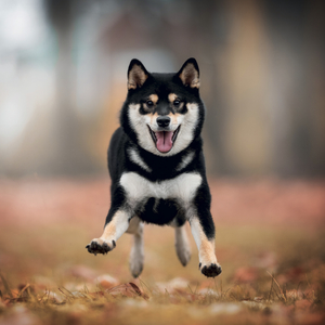 Fotografie k reklamnímu předmětu „NOTIQUE Grid calendar Happy Doge 2027, 30 x 30 cm“