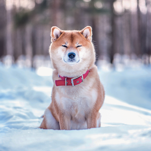 Fotografie k reklamnímu předmětu „NOTIQUE Grid calendar Happy Doge 2027, 30 x 30 cm“