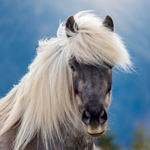 Fotografie k reklamnímu předmětu „NOTIQUE Grid calendar Horses – Christiane Slawik 2027, 30 x 30 cm“