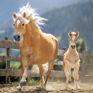 Fotografie k reklamnímu předmětu „NOTIQUE Grid calendar Horses – Christiane Slawik 2027, 30 x 30 cm“
