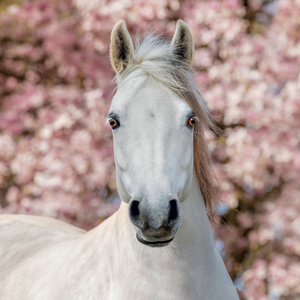 Fotografie k reklamnímu předmětu „NOTIQUE Grid calendar Horses – Christiane Slawik 2027, 30 x 30 cm“