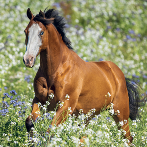 Fotografie k reklamnímu předmětu „NOTIQUE Grid calendar Horses – Christiane Slawik 2027, 30 x 30 cm“