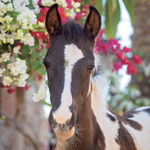 Fotografie k reklamnímu předmětu „NOTIQUE Grid calendar Horses – Christiane Slawik 2027, 30 x 30 cm“