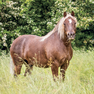 Fotografie k reklamnímu předmětu „NOTIQUE Grid calendar Horses – Christiane Slawik 2027, 30 x 30 cm“