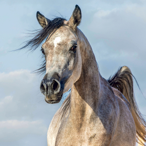 Fotografie k reklamnímu předmětu „NOTIQUE Grid calendar Horses – Christiane Slawik 2027, 30 x 30 cm“