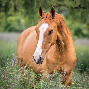 Fotografie k reklamnímu předmětu „NOTIQUE Grid calendar Horses – Christiane Slawik 2027, 30 x 30 cm“