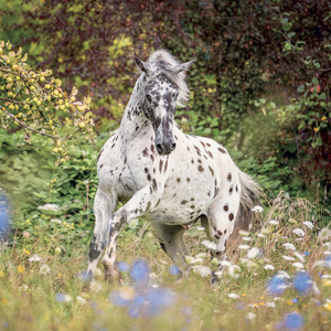 Fotografie k reklamnímu předmětu „NOTIQUE Grid calendar Horses – Christiane Slawik 2027, 30 x 30 cm“