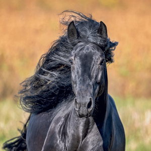 Fotografie k reklamnímu předmětu „NOTIQUE Grid calendar Horses – Christiane Slawik 2027, 30 x 30 cm“