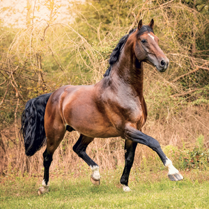 Fotografie k reklamnímu předmětu „NOTIQUE Grid calendar Horses – Christiane Slawik 2027, 30 x 30 cm“