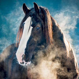 Fotografie k reklamnímu předmětu „NOTIQUE Grid calendar Horses – Christiane Slawik 2027, 30 x 30 cm“