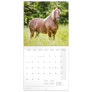 Fotografie k reklamnímu předmětu „NOTIQUE Grid calendar Horses – Christiane Slawik 2027, 30 x 30 cm“