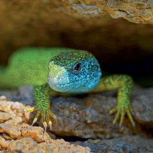Fotografie k reklamnímu předmětu „NOTIQUE Grid calendar Lizards 2027, 30 x 30 cm“