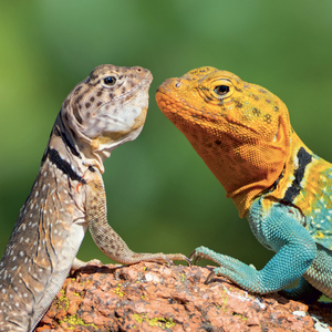 Fotografie k reklamnímu předmětu „NOTIQUE Grid calendar Lizards 2027, 30 x 30 cm“