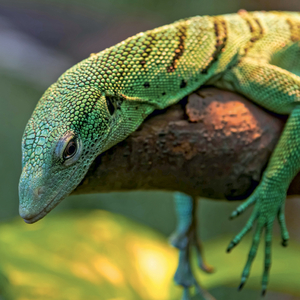 Fotografie k reklamnímu předmětu „NOTIQUE Grid calendar Lizards 2027, 30 x 30 cm“