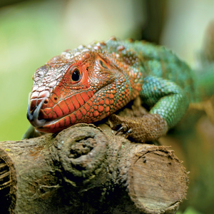 Fotografie k reklamnímu předmětu „NOTIQUE Grid calendar Lizards 2027, 30 x 30 cm“