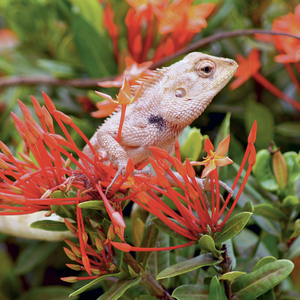 Fotografie k reklamnímu předmětu „NOTIQUE Grid calendar Lizards 2027, 30 x 30 cm“
