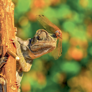 Fotografie k reklamnímu předmětu „NOTIQUE Grid calendar Lizards 2027, 30 x 30 cm“