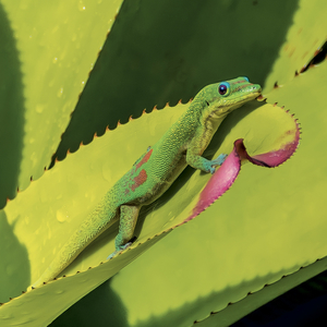 Fotografie k reklamnímu předmětu „NOTIQUE Grid calendar Lizards 2027, 30 x 30 cm“