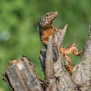 Fotografie k reklamnímu předmětu „NOTIQUE Grid calendar Lizards 2027, 30 x 30 cm“