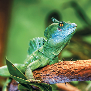 Fotografie k reklamnímu předmětu „NOTIQUE Grid calendar Lizards 2027, 30 x 30 cm“