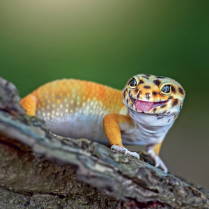 Fotografie k reklamnímu předmětu „NOTIQUE Grid calendar Lizards 2027, 30 x 30 cm“