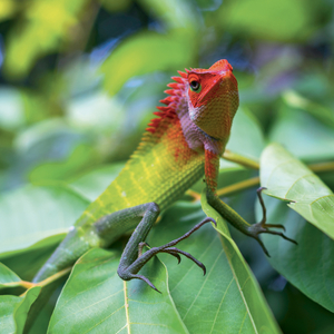 Fotografie k reklamnímu předmětu „NOTIQUE Grid calendar Lizards 2027, 30 x 30 cm“
