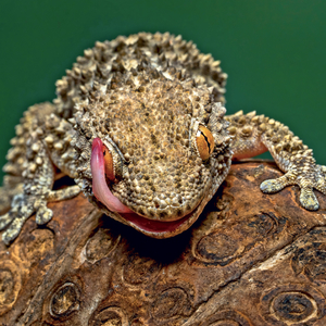 Fotografie k reklamnímu předmětu „NOTIQUE Grid calendar Lizards 2027, 30 x 30 cm“