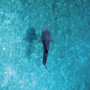 Fotografie k reklamnímu předmětu „NOTIQUE Poznámkový kalendář Ohrožené druhy 2027, PLASTIC FREE, 30 x 30 cm“