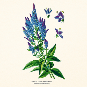 Fotografie k reklamnímu předmětu „NOTIQUE Poznámkový kalendář Herbář 2027, PLASTIC FREE, 30 x 30 cm“