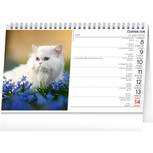 Fotografie k reklamnímu předmětu „NOTIQUE Stolní kalendář Kočky – Mačky CZ/SK 2026, 23,1 x 14,5 cm“